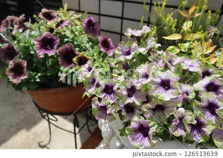 入口前的矮牽牛花盆 126513639