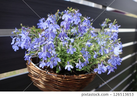 Hanging blue flowers Lobelia 126513653