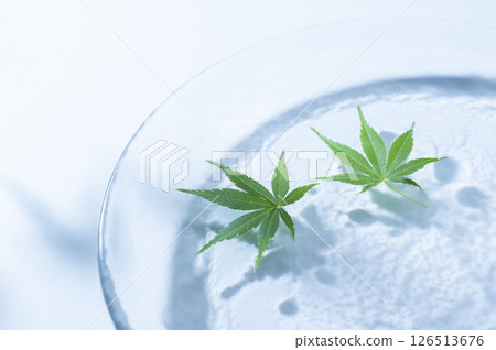 Blue maple floating on the water Blue maple floating on the water 126513676