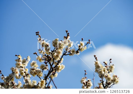Clear blue sky and plum blossoms 126513726