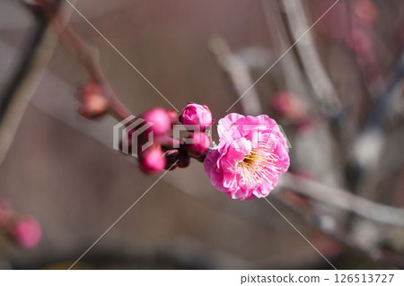 Only one plum blossom Only one plum blossom 126513727