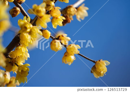 在藍天的蠟配管 126513729