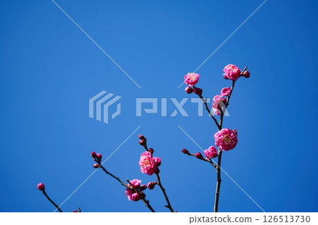 湛藍的天空和粉紅色的梅花 126513730