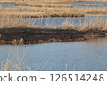 Reed field after burning 126514248
