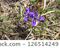 Ehime iris blooming in the grassland after field burning 126514249