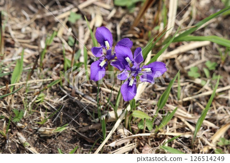Ehime iris blooming in the grassland after field burning 126514249