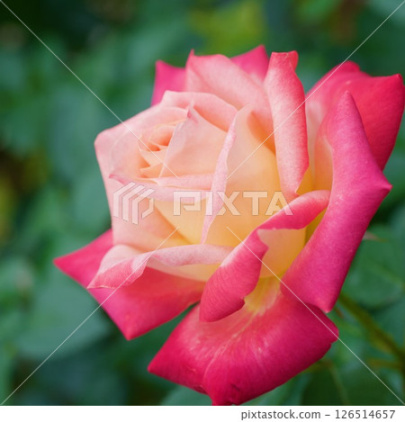 Hisami - 帶有邊緣的玫瑰 126514657