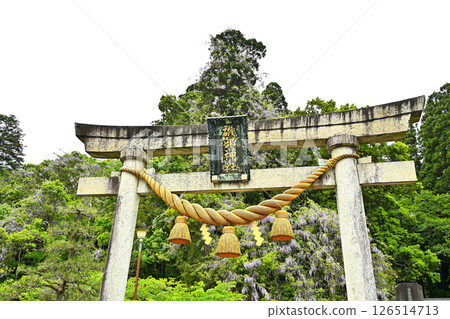 Isobe Shrine, Fuji Flowers, Himi City, Toyama Prefecture 126514713