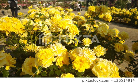 黃玫瑰，美麗，玫瑰園，五月 126514914