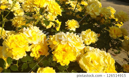 黃玫瑰，花田，美麗，五月，玫瑰園 126514915