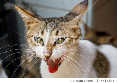 Funny Yawning Cat Caught in a Hilarious Expression Funny Yawning Cat Caught in a Hilarious Expression 126515194