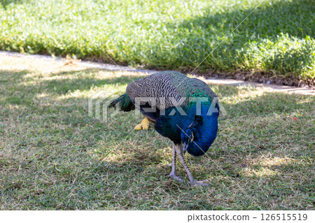 Colorful peacocks walk in park in meadow next to Museum of Future, Dubai, UAE. High quality photo Colorful peacocks walk in park in meadow next to Museum of Future, Dubai, UAE. High quality photo 126515519