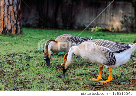 Two geese with distinctive plumage feed on grass in an urban park setting, depicting nature's interaction within a city environment. Vibrant greenery accents the scene. Two geese with distinctive plumage feed on grass in an urban park setting, depicting nature's interaction within a city environment. Vibrant greenery accents the scene. 126515543