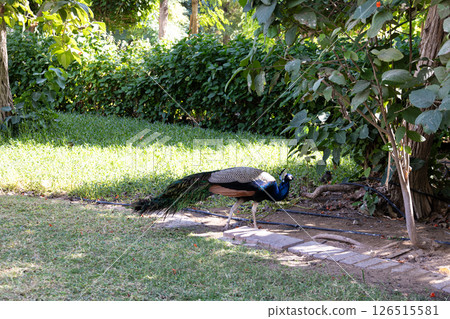 Colorful peacocks walk in park in meadow next to Museum of Future, Dubai, UAE. High quality photo Colorful peacocks walk in park in meadow next to Museum of Future, Dubai, UAE. High quality photo 126515581