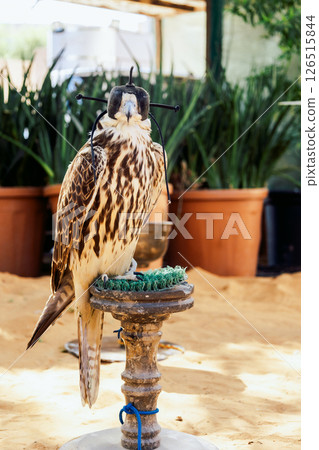 Arabian falcon bird sits on perch in courtyard of residential building, Dubai, UAE. Vertical photo. High quality photo 126515844