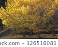 Autumn leaves of ginkgo biloba 126516081