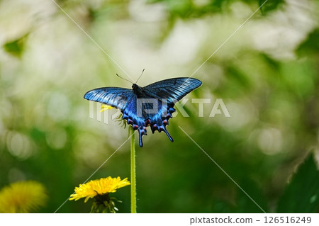 一隻燕尾蝶停在一朵蒲公英花上 一隻燕尾蝶停在一朵蒲公英花上 126516249