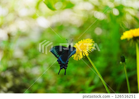 A swallowtail butterfly resting on a dandelion flower A swallowtail butterfly resting on a dandelion flower 126516251