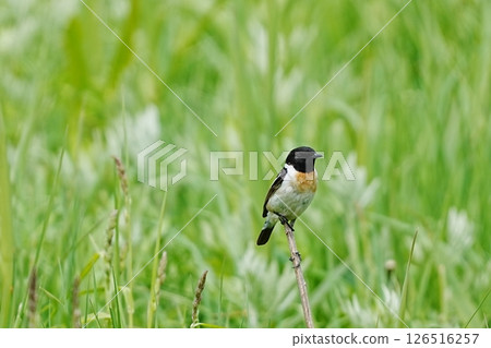 Stonechat in the grassland Stonechat in the grassland 126516257