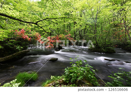 Mountain azaleas Mountain azaleas 126516606