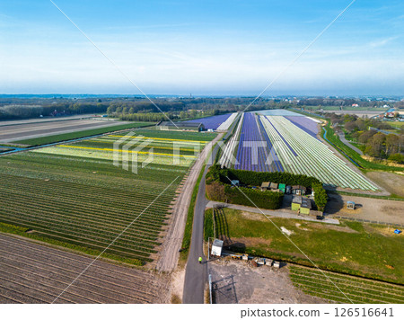 Colorful flower fields stretch along a rural road under a clear sky, with cars passing by and a distant town visible on the horizon in the soft morning light. Colorful flower fields stretch along a rural road under a clear sky, with cars passing by and a distant town visible on the horizon in the soft morning light. 126516641