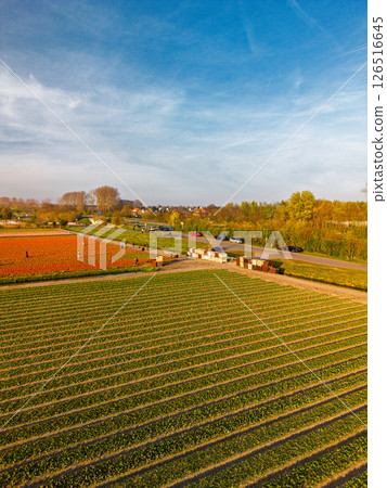 Colorful flower fields stretch along a rural road under a clear sky, with cars passing by and a distant town visible on the horizon in the soft morning light. 126516645