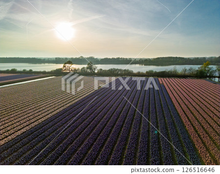 Aerial footage of colorful flower fields in full bloom during sunrise, with neat rows stretching towards a calm river and forest in the background, capturing the beauty of springtime nature. 126516646