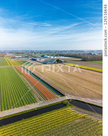 Aerial view of vibrant tulip fields in full bloom stretching along a calm canal, with farmland and green pastures under a soft morning sky in the Dutch countryside. 126516648