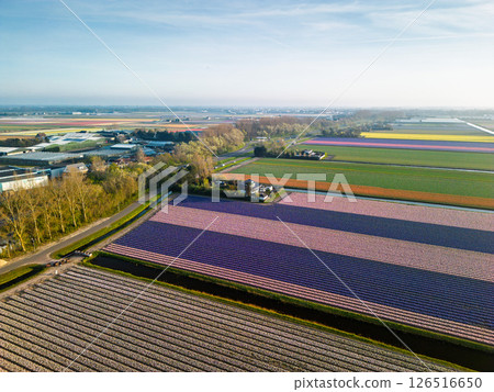 Colorful flower fields stretch along a rural road under a clear sky, with cars passing by and a distant town visible on the horizon in the soft morning light. 126516650