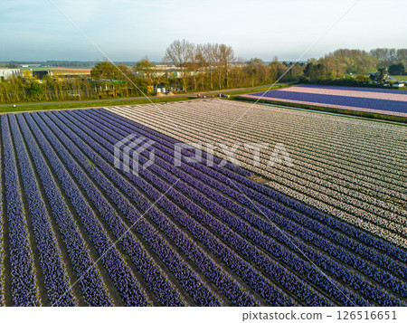 Colorful flower fields stretch along a rural road under a clear sky, with cars passing by and a distant town visible on the horizon in the soft morning light. 126516651