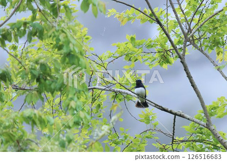 Orifolia perched on a tree Orifolia perched on a tree 126516683