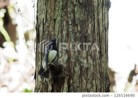 Ooruri which stops on a tree 126516690