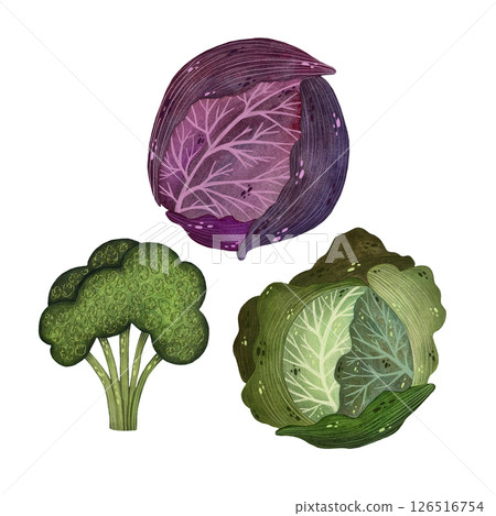 A watercolor illustration of a head of white cabbage, a head of red cabbage, and broccoli on a white background. The artwork showcases the different shapes, textures, and vibrant colors of these fresh 126516754
