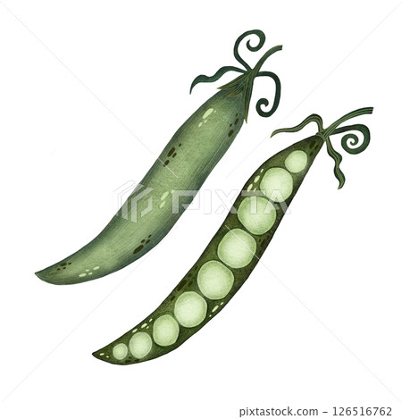Watercolor green peas illustration isolated on white background, Hand-drawn fresh green peas harvest watercolor illustration, Vegetarian organic food art, Painted raw and vegan cooking ingredients Watercolor green peas illustration isolated on white background, Hand-drawn fresh green peas harvest watercolor illustration, Vegetarian organic food art, Painted raw and vegan cooking ingredients 126516762