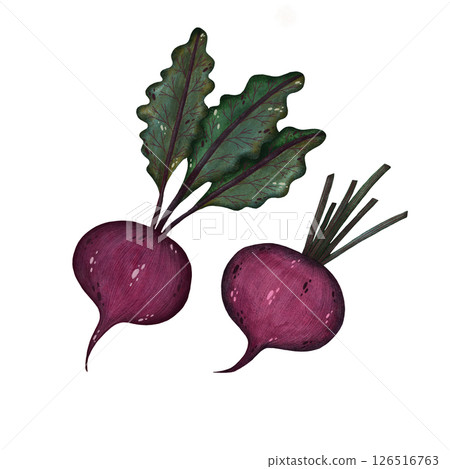 Watercolor red beet with stems and leaves illustration isolated on white background, Hand-drawn fresh whole beetroot harvest watercolor illustration, Vegetarian organic food art, Painted raw and vegan 126516763