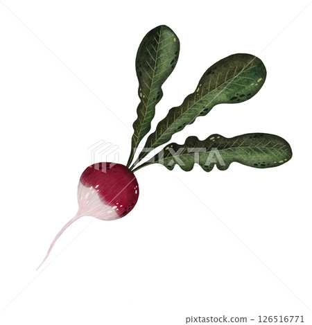 Watercolor red radish with stems and leaves illustration isolated on white background, Hand-drawn fresh radish harvest watercolor illustration, Vegetarian organic food art, Painted raw and vegan Watercolor red radish with stems and leaves illustration isolated on white background, Hand-drawn fresh radish harvest watercolor illustration, Vegetarian organic food art, Painted raw and vegan 126516771