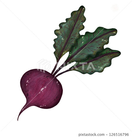 Watercolor red beet with stems and leaves illustration isolated on white background, Hand-drawn fresh whole beetroot harvest watercolor illustration, Vegetarian organic food art, Painted raw and vegan 126516796