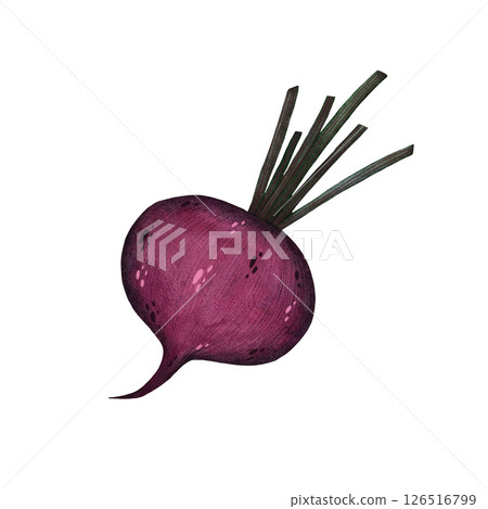 Watercolor red beet with stems illustration isolated on white background, Hand-drawn fresh beetroot harvest watercolor illustration, Vegetarian organic food art, Painted raw and vegan cooking Watercolor red beet with stems illustration isolated on white background, Hand-drawn fresh beetroot harvest watercolor illustration, Vegetarian organic food art, Painted raw and vegan cooking 126516799