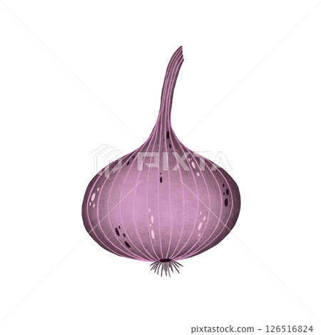 Watercolor red onion illustration isolated on white background, Hand-drawn fresh onion harvest watercolor illustration, Vegetarian organic food art, Painted raw and vegan cooking ingredients Watercolor red onion illustration isolated on white background, Hand-drawn fresh onion harvest watercolor illustration, Vegetarian organic food art, Painted raw and vegan cooking ingredients 126516824