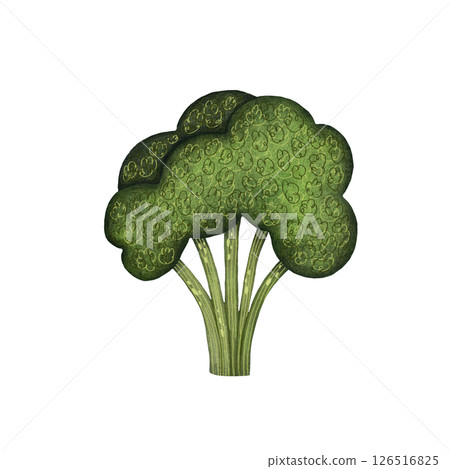 Watercolor green broccoli illustration isolated on white background, Hand-drawn fresh broccoli harvest watercolor illustration, Vegetarian organic food art, Painted raw and vegan cooking ingredients Watercolor green broccoli illustration isolated on white background, Hand-drawn fresh broccoli harvest watercolor illustration, Vegetarian organic food art, Painted raw and vegan cooking ingredients 126516825