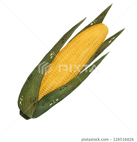 Watercolor yellow corn with leaves illustration isolated on white background, Hand-drawn fresh corn harvest watercolor illustration, Vegetarian organic food art, Painted raw and vegan cooking Watercolor yellow corn with leaves illustration isolated on white background, Hand-drawn fresh corn harvest watercolor illustration, Vegetarian organic food art, Painted raw and vegan cooking 126516826
