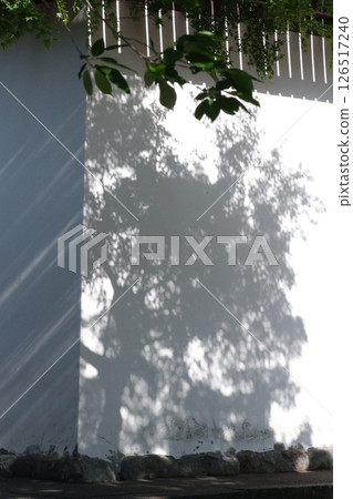 奈良新藥師寺白牆上倒映的樹葉 126517240