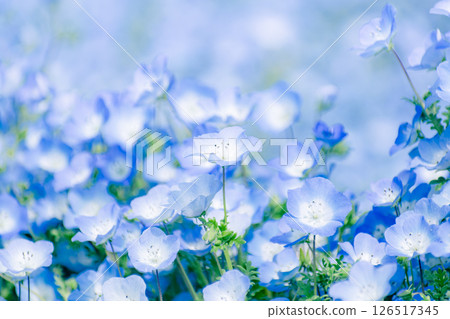 喜林草 喜林草 126517345