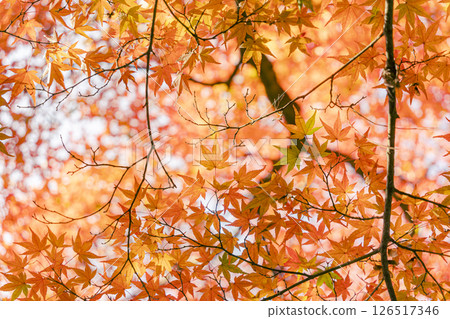 秋天的樹葉 126517346