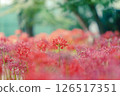 公園裡的蜘蛛百合（橫向照片） 126517351