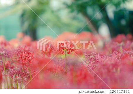 Red spider lilies in the park (horizontal photo) Red spider lilies in the park (horizontal photo) 126517351