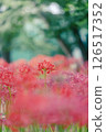 公園裡的紅花石蒜（豎拍） 126517352