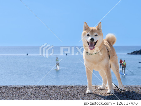 以海為背景的柴犬 可愛的柴犬 柴犬 Akane 以海為背景的柴犬 可愛的柴犬 柴犬 Akane 126517470