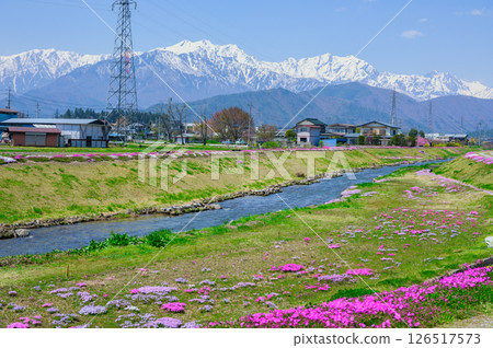 [Nougugawa River Park] Moss Phlox and the Northern Alps [Omachi City] 126517573