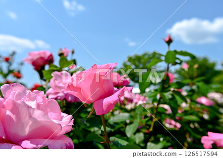 美麗的粉紅玫瑰 126517594
